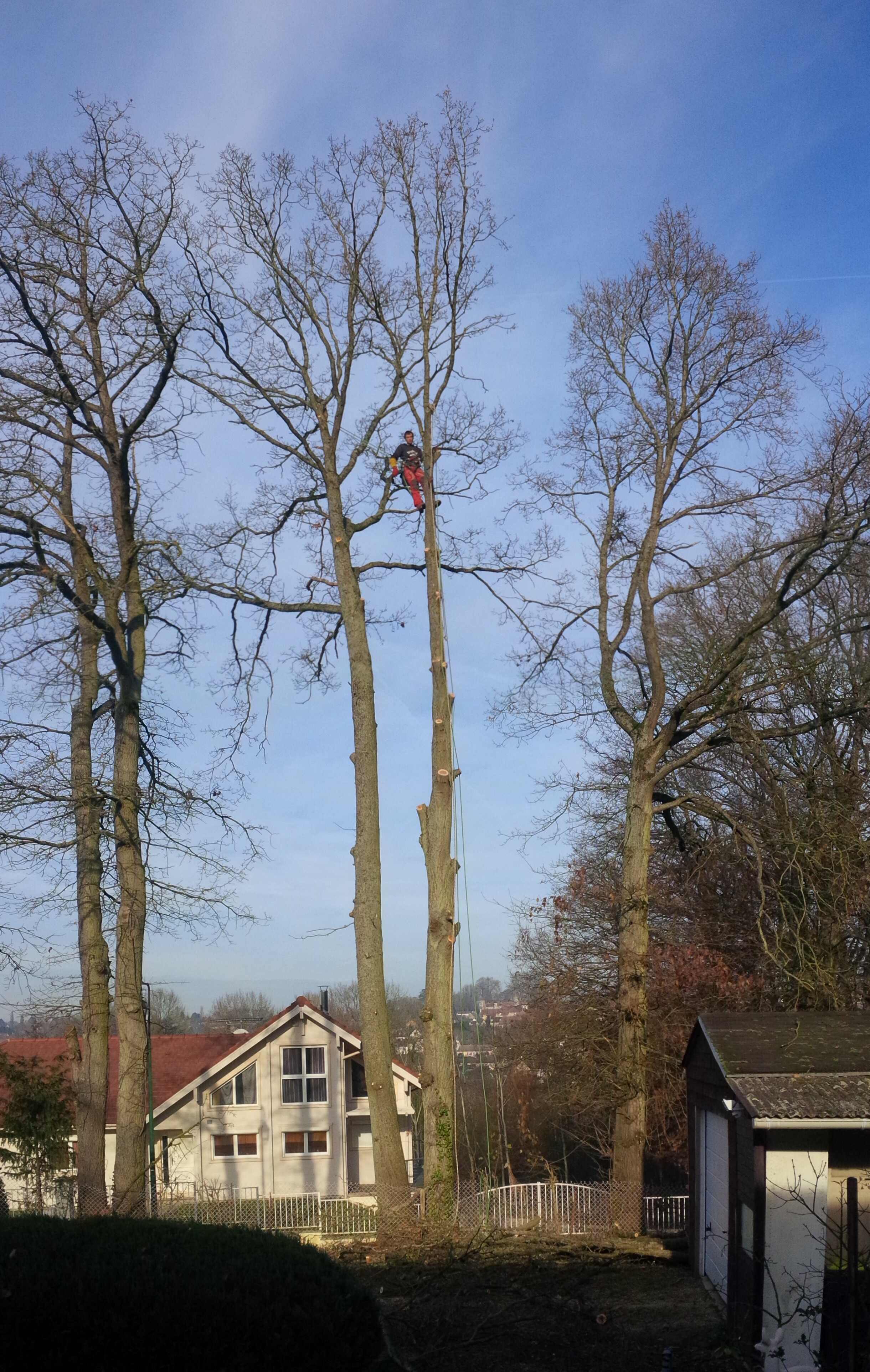 elagage abattage Boissy le Châtel 77169